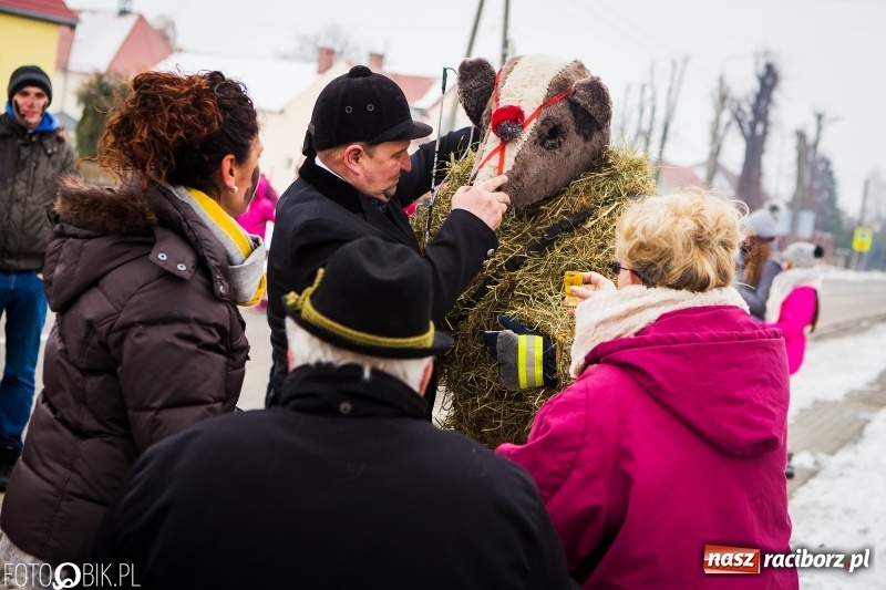 Zdjęcie w galerii na portalu naszraciborz.pl: Samborowicki tanzbär na koniec karnawału FOTO i WIDEO wiadomości z regionu