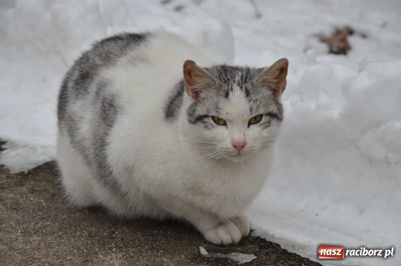 Zdjęcie w galerii na portalu naszraciborz.pl: Stary szpital przed Światowym Dniem Chorego wiadomości z regionu