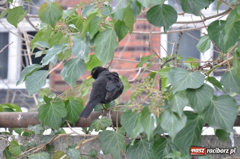 Zdjęcie w galerii na portalu naszraciborz.pl: Stary szpital przed Światowym Dniem Chorego wiadomości z regionu