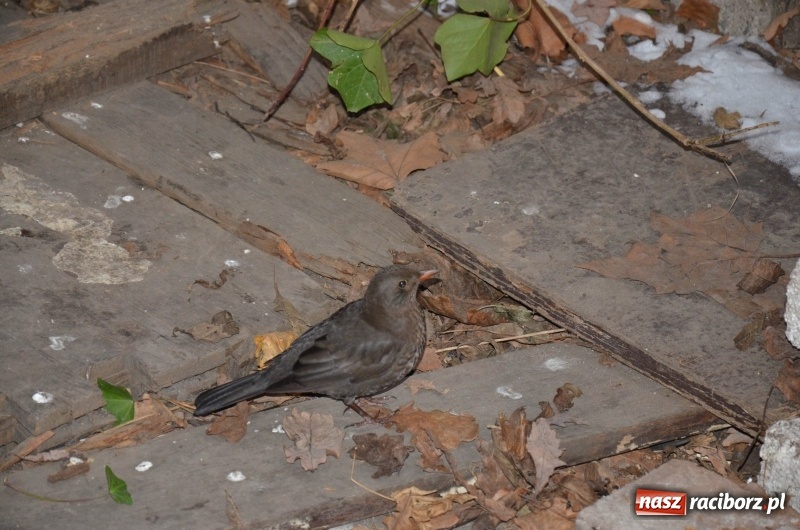 Zdjęcie w galerii na portalu naszraciborz.pl: Stary szpital przed Światowym Dniem Chorego wiadomości z regionu