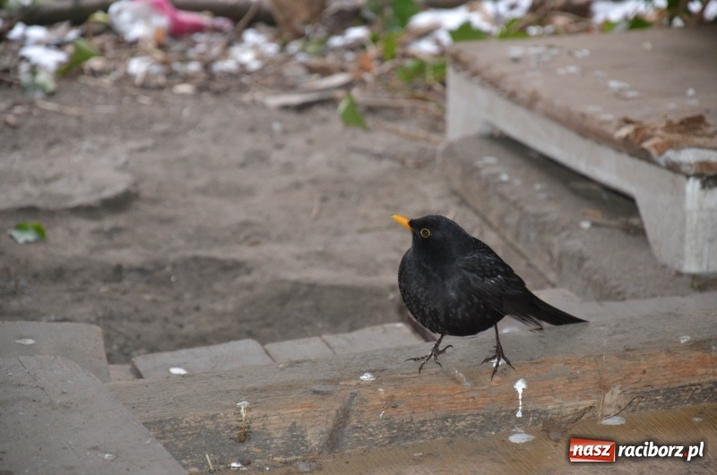 Zdjęcie w galerii na portalu naszraciborz.pl: Stary szpital przed Światowym Dniem Chorego wiadomości z regionu