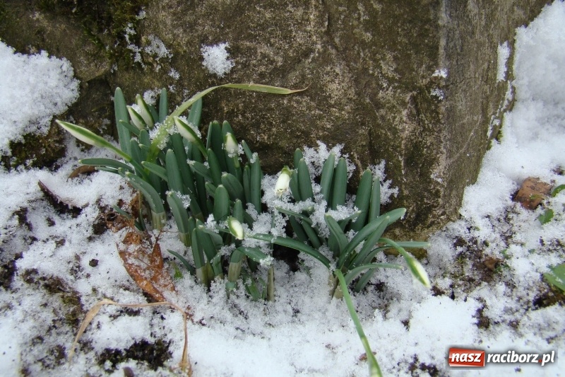 Zdjęcie w galerii na portalu naszraciborz.pl: Stary szpital przed Światowym Dniem Chorego wiadomości z regionu