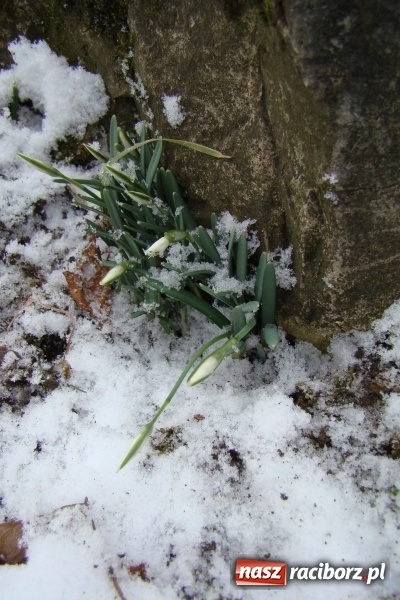 Zdjęcie w galerii na portalu naszraciborz.pl: Stary szpital przed Światowym Dniem Chorego wiadomości z regionu