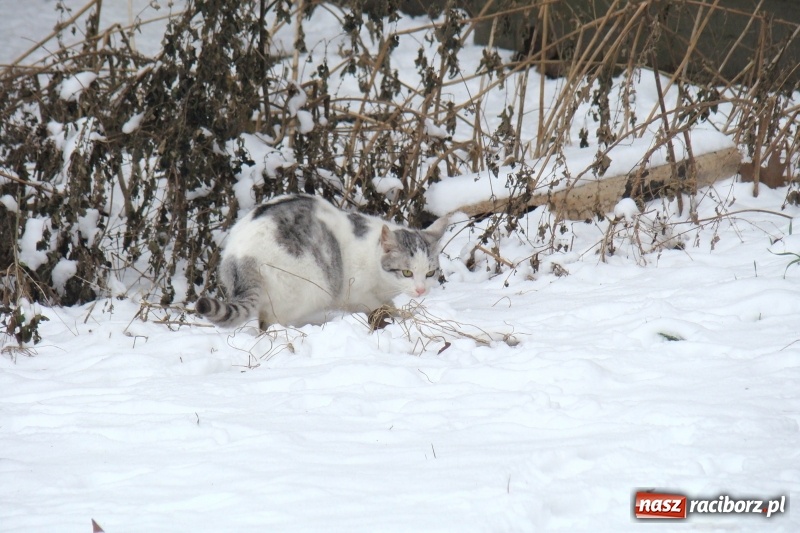 Zdjęcie w galerii na portalu naszraciborz.pl: Stary szpital przed Światowym Dniem Chorego wiadomości z regionu