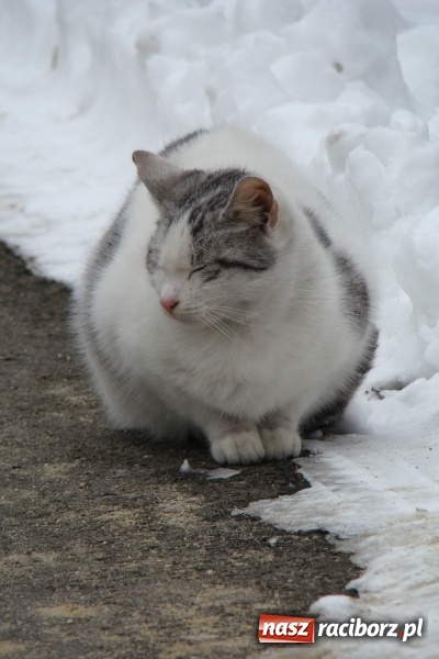 Zdjęcie w galerii na portalu naszraciborz.pl: Stary szpital przed Światowym Dniem Chorego wiadomości z regionu