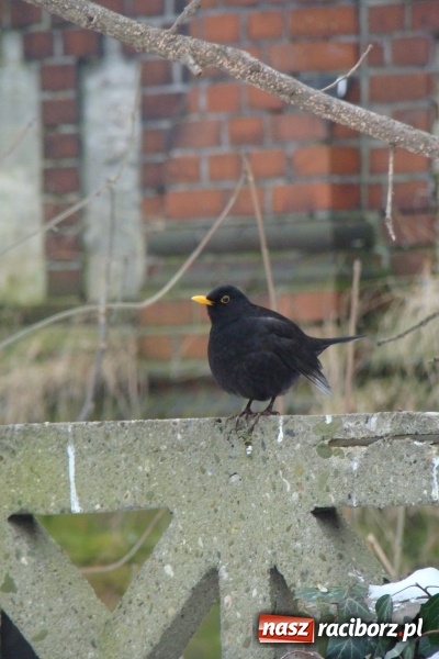 Zdjęcie w galerii na portalu naszraciborz.pl: Stary szpital przed Światowym Dniem Chorego wiadomości z regionu