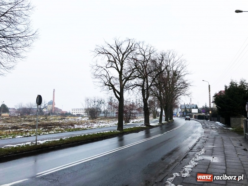 Zdjęcie w galerii na portalu naszraciborz.pl: Drzewa na Łąkowej czeka wycinka. Czy istnieje alternatywne rozwiązanie? wiadomości z regionu