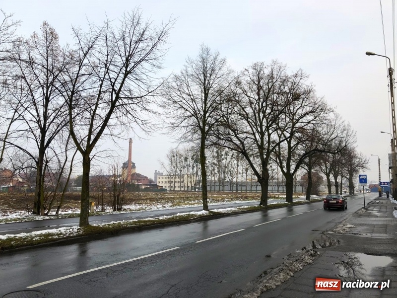 Zdjęcie w galerii na portalu naszraciborz.pl: Drzewa na Łąkowej czeka wycinka. Czy istnieje alternatywne rozwiązanie? wiadomości z regionu