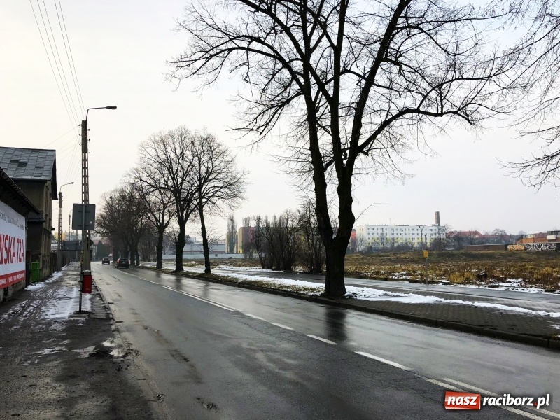 Zdjęcie w galerii na portalu naszraciborz.pl: Drzewa na Łąkowej czeka wycinka. Czy istnieje alternatywne rozwiązanie? wiadomości z regionu