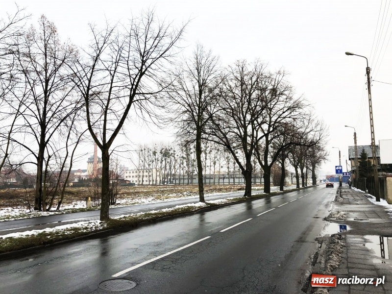 Zdjęcie w galerii na portalu naszraciborz.pl: Drzewa na Łąkowej czeka wycinka. Czy istnieje alternatywne rozwiązanie? wiadomości z regionu