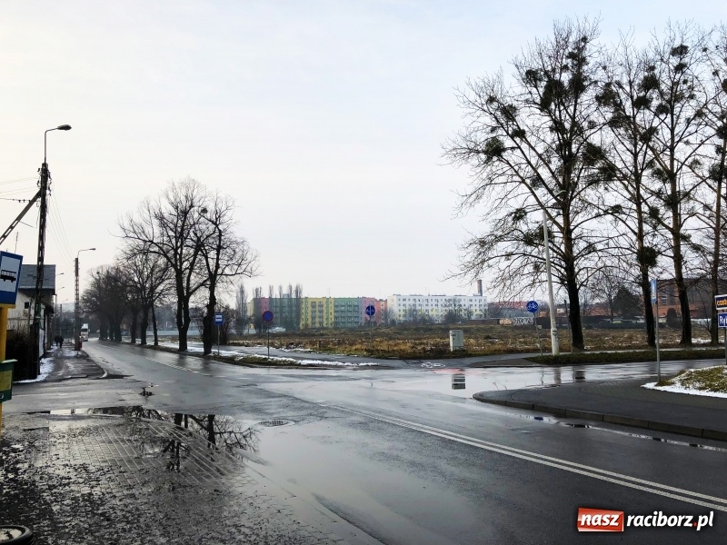 Zdjęcie w galerii na portalu naszraciborz.pl: Drzewa na Łąkowej czeka wycinka. Czy istnieje alternatywne rozwiązanie? wiadomości z regionu
