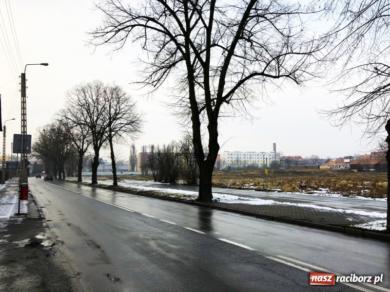 Zdjęcie w galerii na portalu naszraciborz.pl: Drzewa na Łąkowej czeka wycinka. Czy istnieje alternatywne rozwiązanie? wiadomości z regionu
