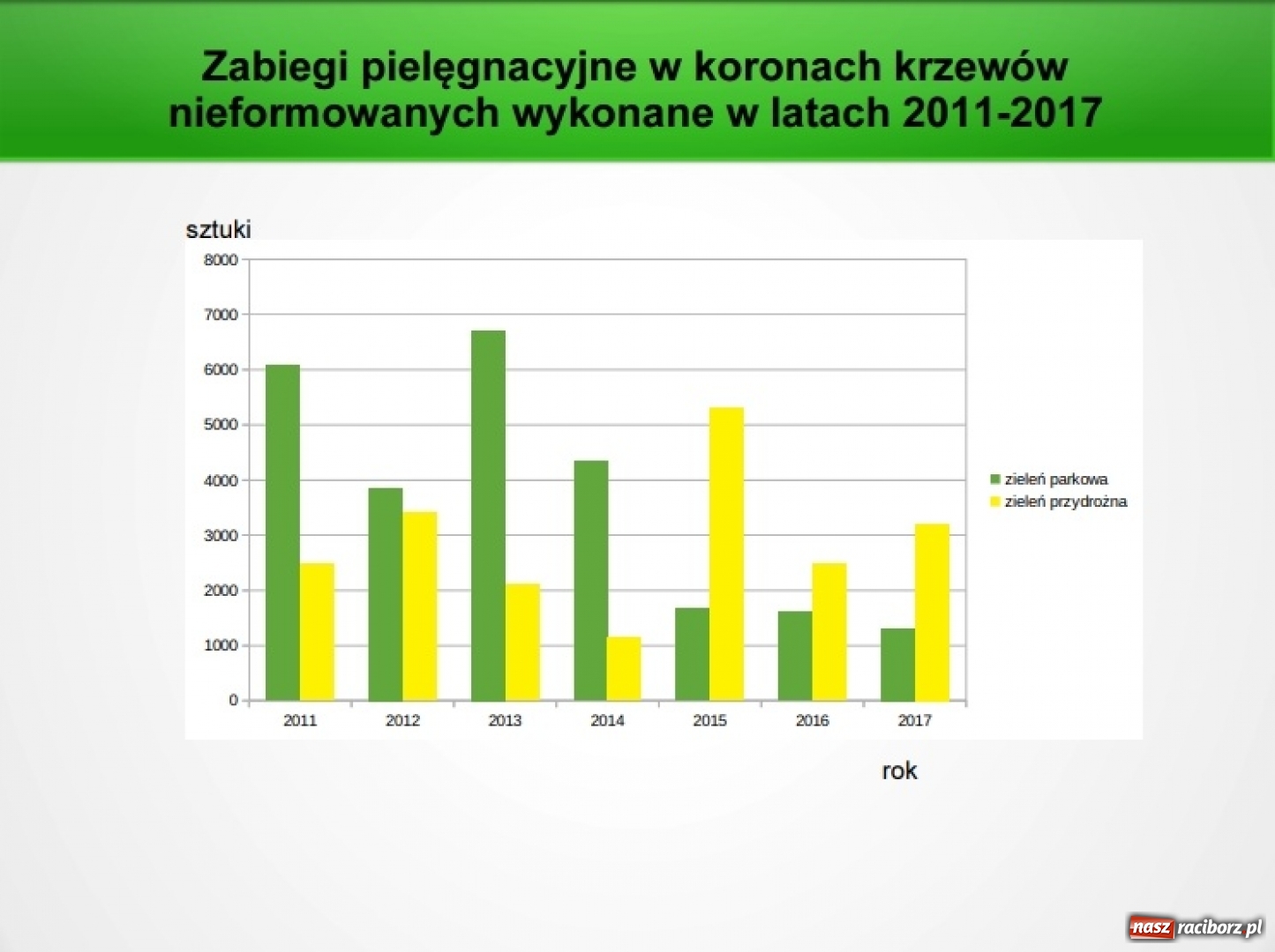 Zdjęcie w galerii na portalu naszraciborz.pl: Miniony rok rekordowy pod względem usuwania drzew parkowych w Raciborzu wiadomości z regionu