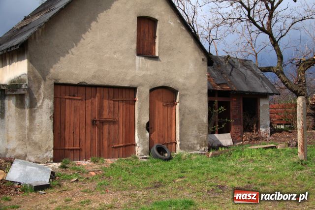 Zdjęcie w galerii na portalu naszraciborz.pl: Po ulicy Hetmańskiej biegają szczury wiadomości z regionu