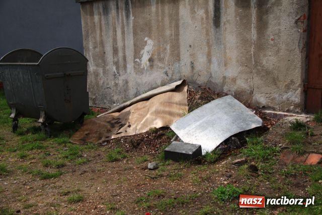 Zdjęcie w galerii na portalu naszraciborz.pl: Po ulicy Hetmańskiej biegają szczury wiadomości z regionu