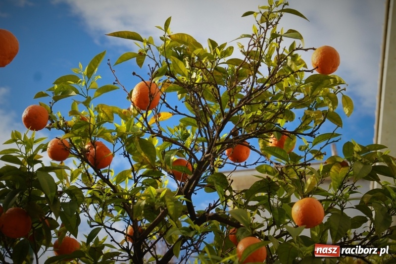 Zdjęcie w galerii na portalu naszraciborz.pl: Wizyta studyjna nauczycieli szkoły z Tworkowa w Grecji wiadomości z regionu