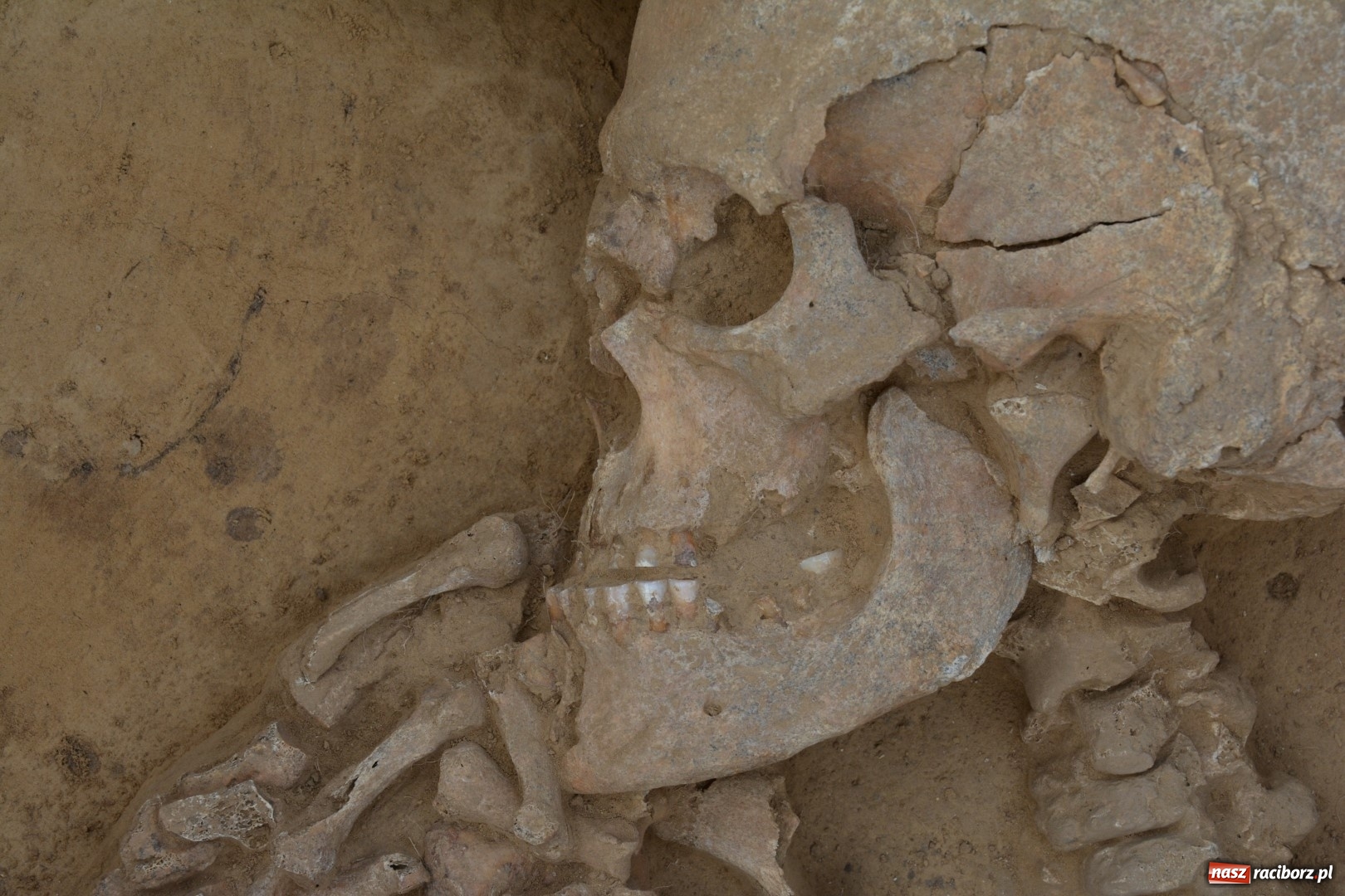 Zdjęcie w galerii na portalu naszraciborz.pl: Odkrycia archeologiczne w Kornicach i Raciborzu Starej Wsi elementem wielkiego międzynarodowego projektu  wiadomości z regionu