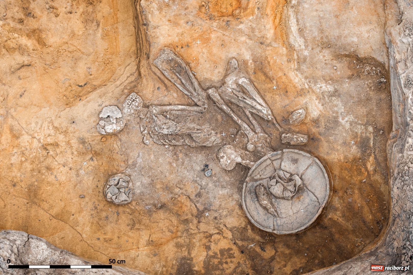 Zdjęcie w galerii na portalu naszraciborz.pl: Odkrycia archeologiczne w Kornicach i Raciborzu Starej Wsi elementem wielkiego międzynarodowego projektu  wiadomości z regionu