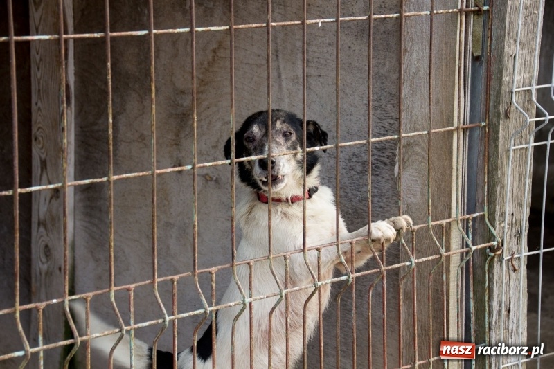 Zdjęcie w galerii na portalu naszraciborz.pl: Młodzież kuźniańskiego MOW i raciborskiej szkoły dla niesłyszących przekazała budę dla raciborskiego schroniska wiadomości z regionu