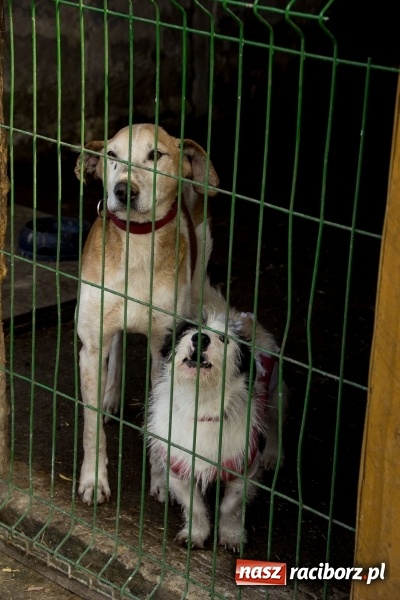 Zdjęcie w galerii na portalu naszraciborz.pl: Młodzież kuźniańskiego MOW i raciborskiej szkoły dla niesłyszących przekazała budę dla raciborskiego schroniska wiadomości z regionu