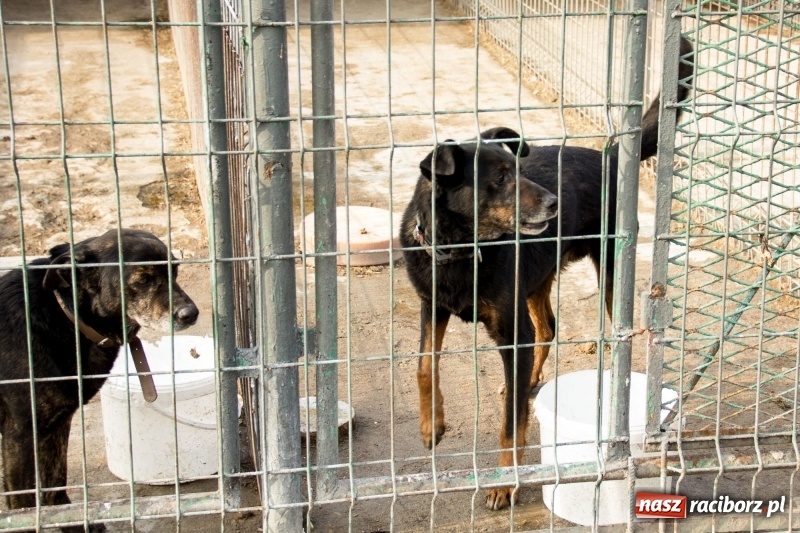 Zdjęcie w galerii na portalu naszraciborz.pl: Młodzież kuźniańskiego MOW i raciborskiej szkoły dla niesłyszących przekazała budę dla raciborskiego schroniska wiadomości z regionu