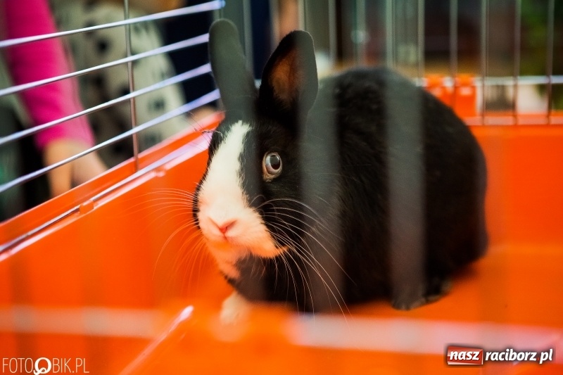 Zdjęcie w galerii na portalu naszraciborz.pl: Kiermasz Wielkanocny w Borucinie wiadomości z regionu