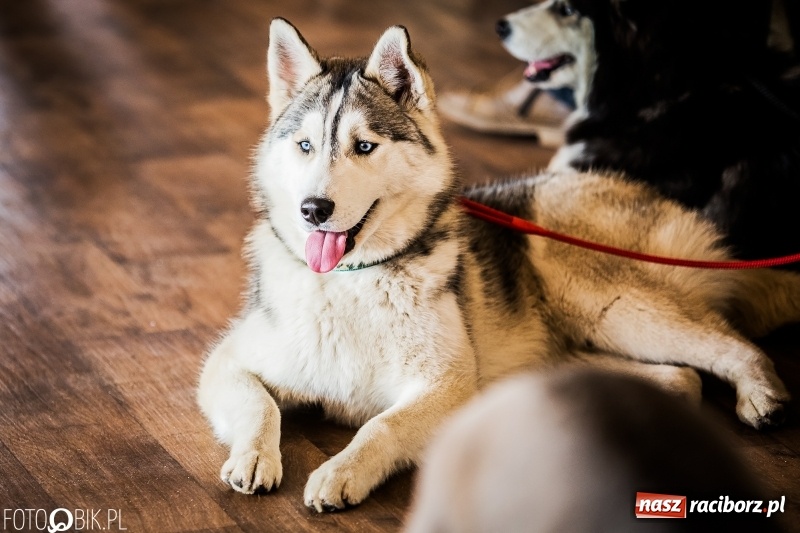 Zdjęcie w galerii na portalu naszraciborz.pl: W Rudach trwa Wystawa Psów Rasowych wiadomości z regionu