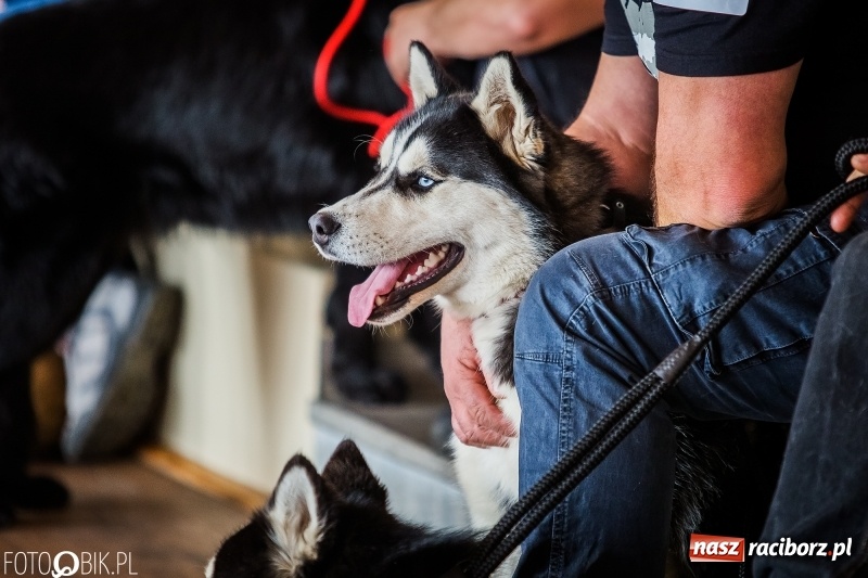 Zdjęcie w galerii na portalu naszraciborz.pl: W Rudach trwa Wystawa Psów Rasowych wiadomości z regionu