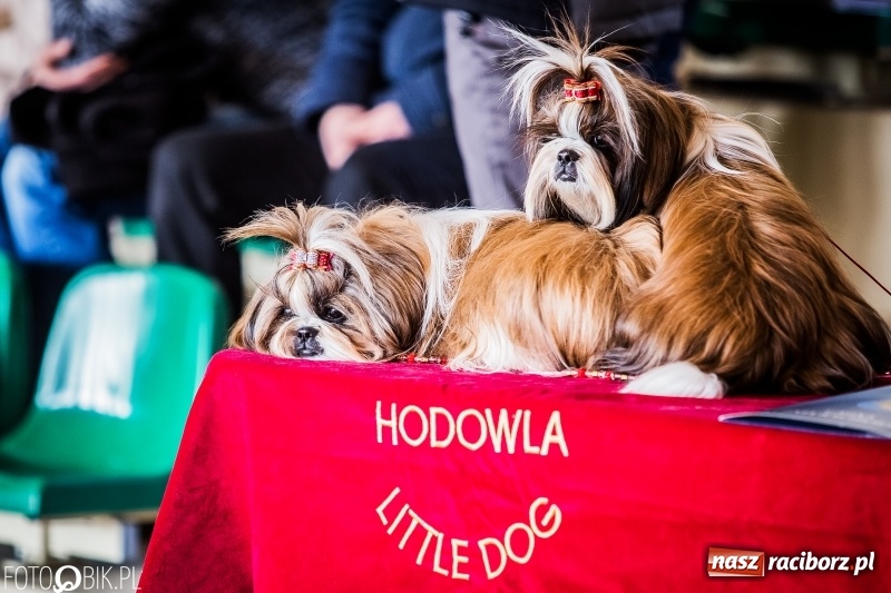 Zdjęcie w galerii na portalu naszraciborz.pl: W Rudach trwa Wystawa Psów Rasowych wiadomości z regionu