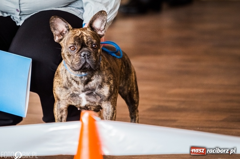 Zdjęcie w galerii na portalu naszraciborz.pl: W Rudach trwa Wystawa Psów Rasowych wiadomości z regionu