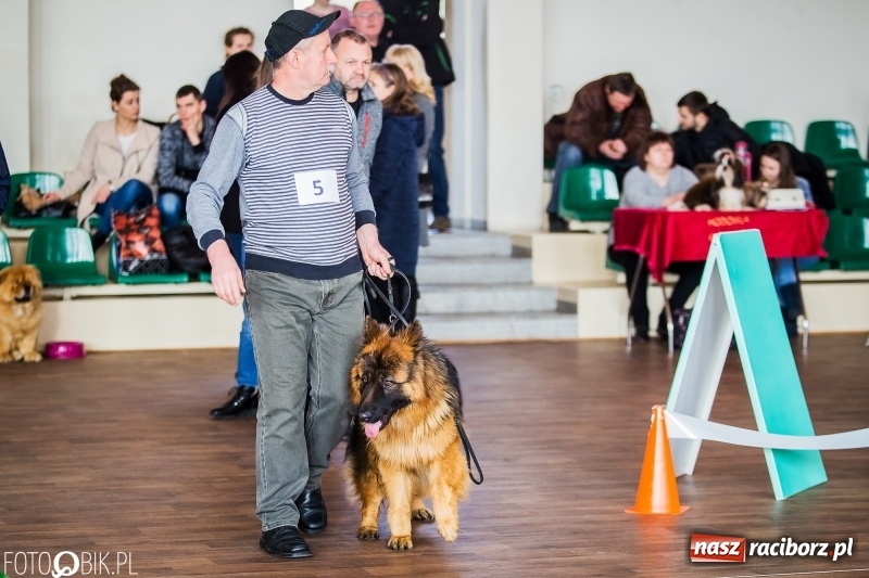 Zdjęcie w galerii na portalu naszraciborz.pl: W Rudach trwa Wystawa Psów Rasowych wiadomości z regionu