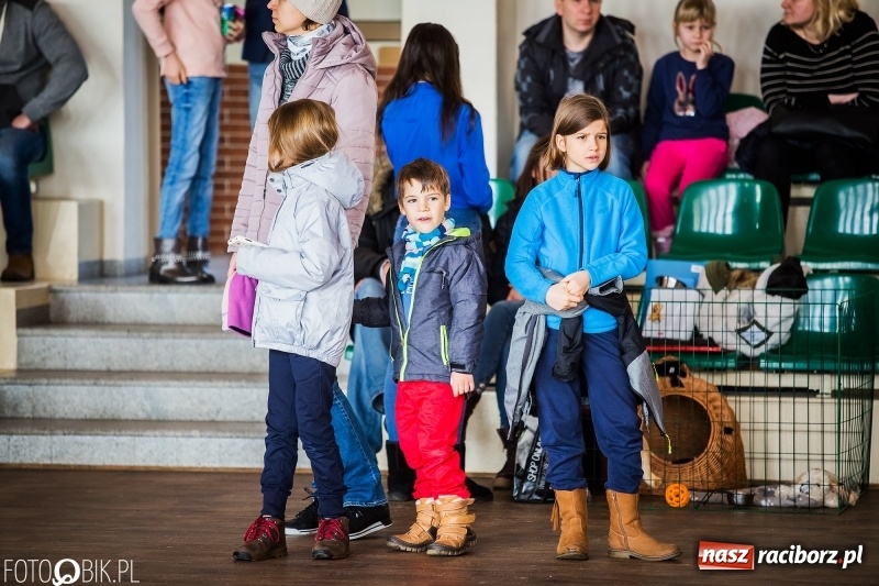 Zdjęcie w galerii na portalu naszraciborz.pl: W Rudach trwa Wystawa Psów Rasowych wiadomości z regionu