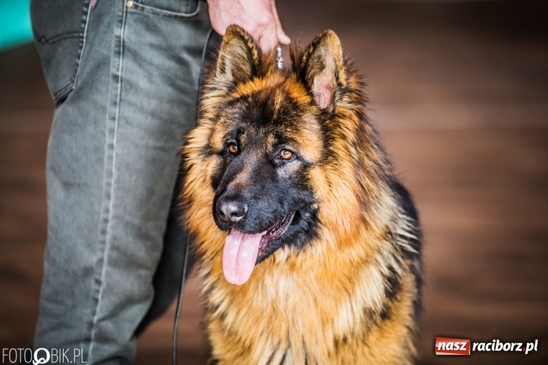 Zdjęcie w galerii na portalu naszraciborz.pl: W Rudach trwa Wystawa Psów Rasowych wiadomości z regionu