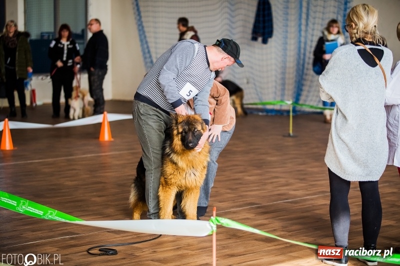 Zdjęcie w galerii na portalu naszraciborz.pl: W Rudach trwa Wystawa Psów Rasowych wiadomości z regionu