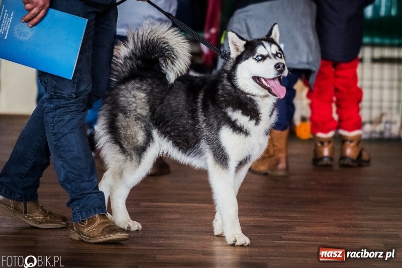Zdjęcie w galerii na portalu naszraciborz.pl: W Rudach trwa Wystawa Psów Rasowych wiadomości z regionu