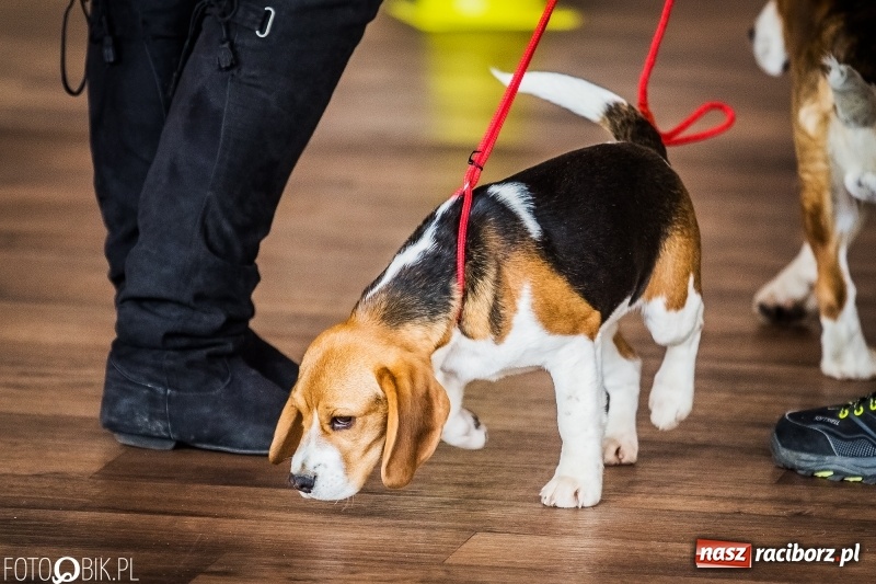 Zdjęcie w galerii na portalu naszraciborz.pl: W Rudach trwa Wystawa Psów Rasowych wiadomości z regionu