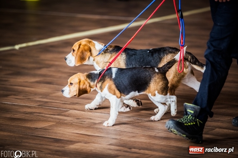 Zdjęcie w galerii na portalu naszraciborz.pl: W Rudach trwa Wystawa Psów Rasowych wiadomości z regionu