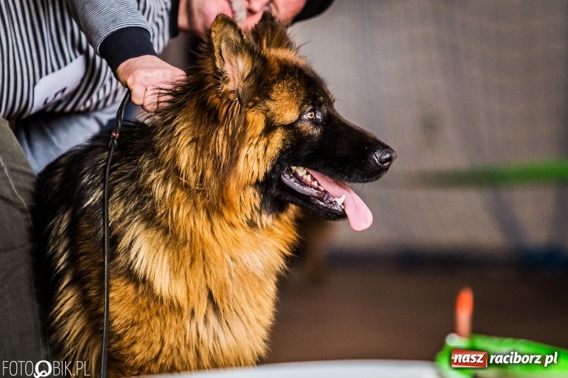 Zdjęcie w galerii na portalu naszraciborz.pl: W Rudach trwa Wystawa Psów Rasowych wiadomości z regionu