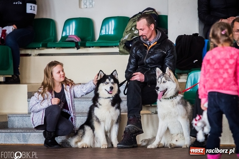 Zdjęcie w galerii na portalu naszraciborz.pl: W Rudach trwa Wystawa Psów Rasowych wiadomości z regionu