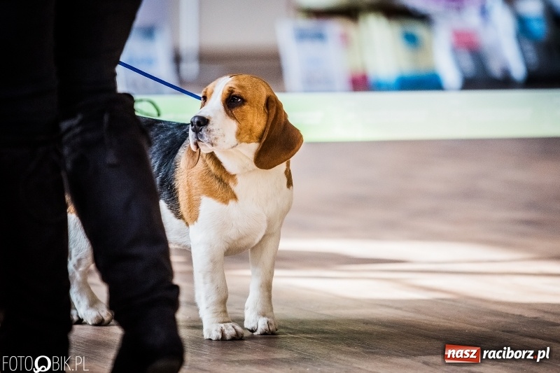 Zdjęcie w galerii na portalu naszraciborz.pl: W Rudach trwa Wystawa Psów Rasowych wiadomości z regionu