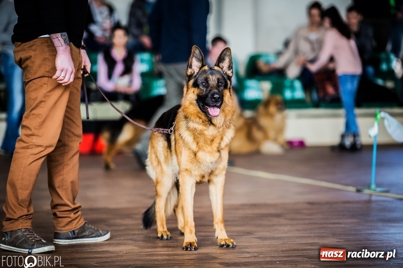 Zdjęcie w galerii na portalu naszraciborz.pl: W Rudach trwa Wystawa Psów Rasowych wiadomości z regionu