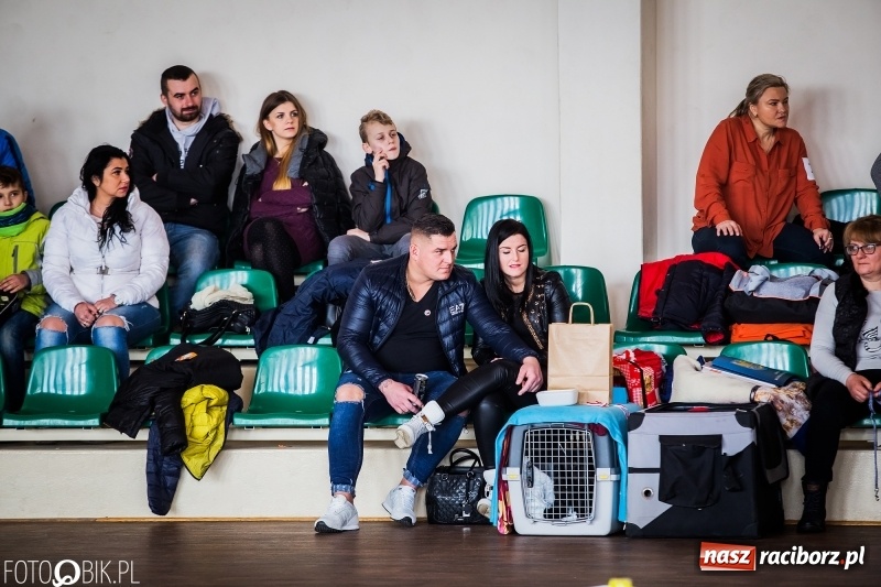 Zdjęcie w galerii na portalu naszraciborz.pl: W Rudach trwa Wystawa Psów Rasowych wiadomości z regionu