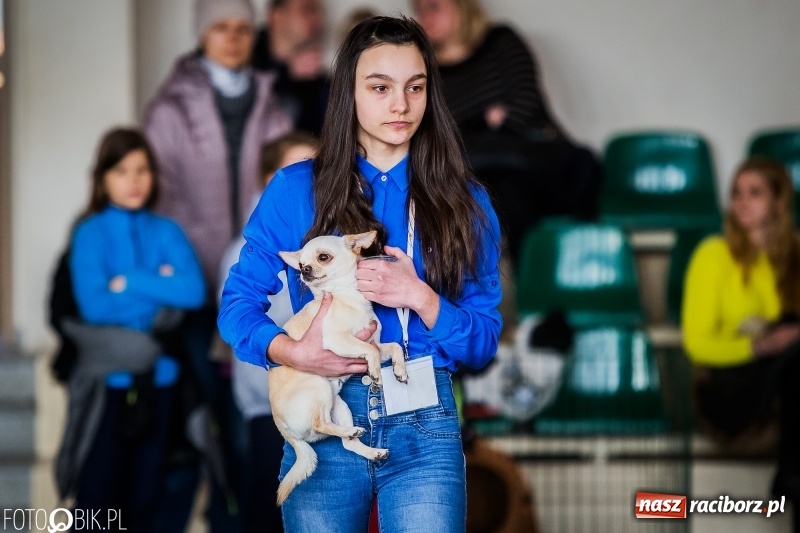 Zdjęcie w galerii na portalu naszraciborz.pl: W Rudach trwa Wystawa Psów Rasowych wiadomości z regionu