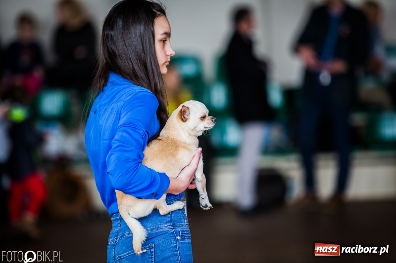 Zdjęcie w galerii na portalu naszraciborz.pl: W Rudach trwa Wystawa Psów Rasowych wiadomości z regionu