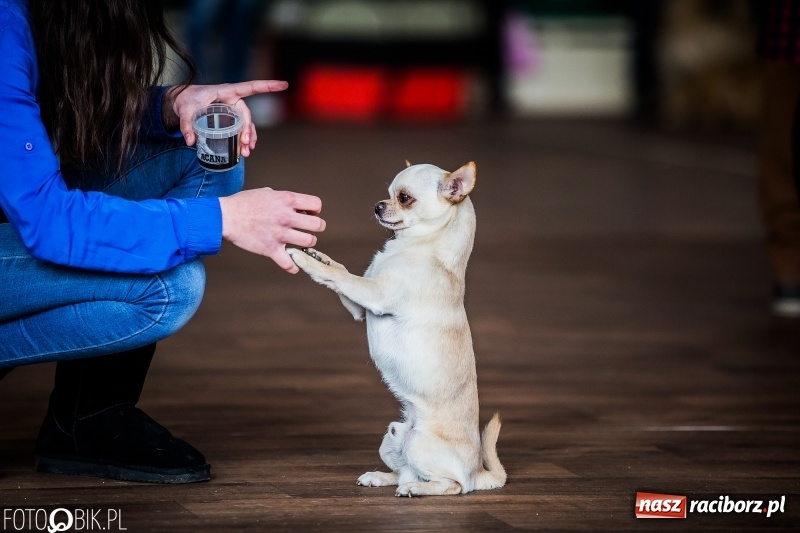 Zdjęcie w galerii na portalu naszraciborz.pl: W Rudach trwa Wystawa Psów Rasowych wiadomości z regionu