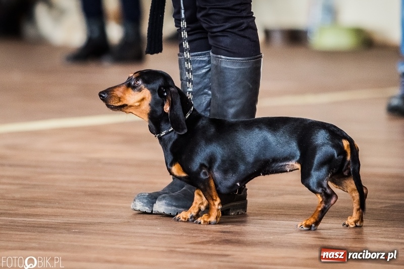 Zdjęcie w galerii na portalu naszraciborz.pl: W Rudach trwa Wystawa Psów Rasowych wiadomości z regionu