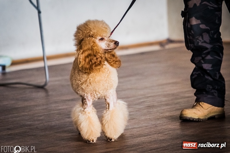 Zdjęcie w galerii na portalu naszraciborz.pl: W Rudach trwa Wystawa Psów Rasowych wiadomości z regionu