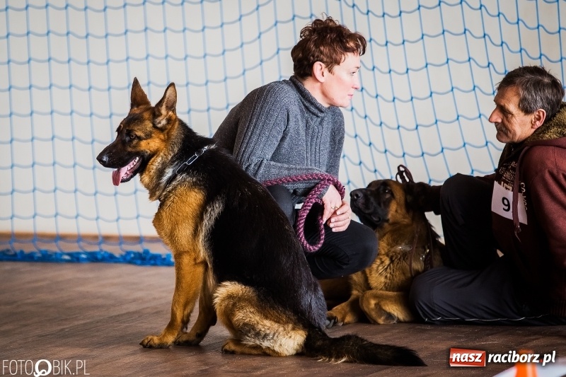 Zdjęcie w galerii na portalu naszraciborz.pl: W Rudach trwa Wystawa Psów Rasowych wiadomości z regionu