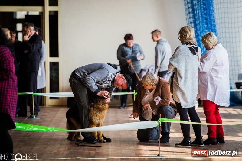 Zdjęcie w galerii na portalu naszraciborz.pl: W Rudach trwa Wystawa Psów Rasowych wiadomości z regionu