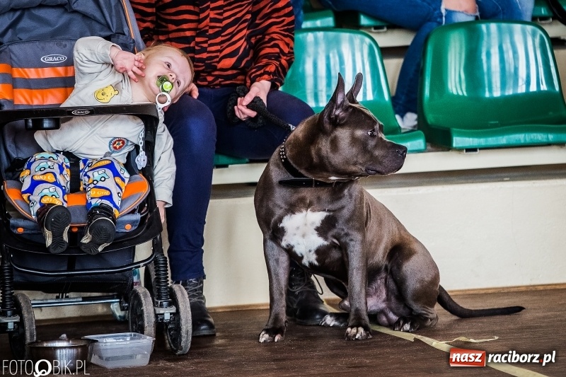 Zdjęcie w galerii na portalu naszraciborz.pl: W Rudach trwa Wystawa Psów Rasowych wiadomości z regionu